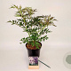 Sambucus nigra Black Lace 30-40 cm 3,0L