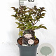 Sambucus nigra Black Tower 30-40 cm 3,0L