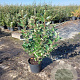 Elaeagnus ebbingei 80-100 cm 7,5L