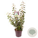 Elaeagnus ebbingei 70-80 cm 13L