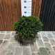 Taxus baccata 45-50 cm met kluit bol