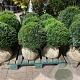 Taxus baccata 45-50 cm met kluit bol