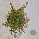 Abelia grandifl. 'Sherwood' 25-30 cm 3,0L