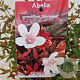 Abelia grandifl. 'Sherwood' 25-30 cm 3,0L