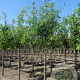 Quercus palustris 12-14 HO draadkluit