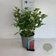 Cornus alba 'Sibirica' 50-60 cm 6,5L