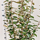 Elaeagnus ebbingei 120-140 cm 7,5L