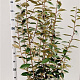 Elaeagnus ebbingei 120-140 cm 7,5L
