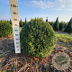 Taxus baccata 80-90 cm met kluit bol