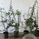 Crataegus monogyna 60-80 cm 2,5L
