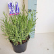Lavandula ang. 'Hidcote' GM P15