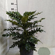 Mahonia media 'Charity' 30-40 cm met kluit