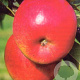 Malus d. 'Topaz' struik wortelgoed
