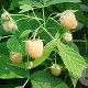 Rubus idaeus 'Fallgold' 60-70 cm 2,0L