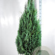 Chamaecyparis l. 'Columnaris' 160-180 cm met kluit