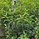 Prunus l. 'Angustifolia' 60-80 cm met kluit