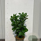 Prunus l. Etna 30-40 cm 3,0L