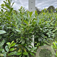 Prunus l. 'Novita' 60-80 cm met kluit