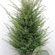 Taxus baccata 100-120 cm met kluit