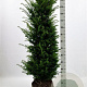 Taxus baccata 120-140 cm met kluit