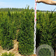 Taxus baccata 120-140 cm met kluit