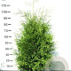 Thuja occ. 'Brabant' 80-100 cm met kluit