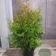 Thuja occ. 'Brabant' 80-100 cm met kluit
