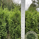 Thuja occ. 'Brabant' 100-120 cm met kluit