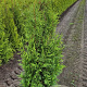 Thuja occ. 'Brabant' 100-120 cm met kluit