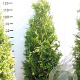 Thuja occ. 'Brabant' 120-140 cm met kluit