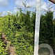 Thuja occ. 'Brabant' 120-140 cm met kluit