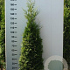 Thuja occ. 'Brabant' 140-160 cm met kluit