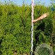 Thuja occ. 'Brabant' 140-160 cm met kluit
