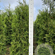 Thuja occ. 'Brabant' 140-160 cm met kluit