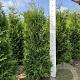 Thuja occ. 'Brabant' 140-160 cm met kluit