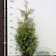 Thuja occ. 'Brabant' 180-200 cm met kluit