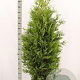 Thuja occ. 'Brabant' 180-200 cm met kluit