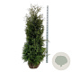 Thuja occ. 'Brabant' 180-200 cm met kluit