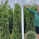 Thuja occ. 'Brabant' 180-200 cm met kluit