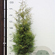 Thuja occ. 'Brabant' 200-225 cm met kluit
