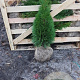 Thuja occ. 'Smaragd' 60-80 cm met kluit