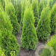 Thuja occ. 'Smaragd' 60-80 cm met kluit