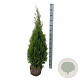 Thuja occ. 'Smaragd' 80-100 cm met kluit