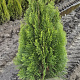 Thuja occ. 'Smaragd' 80-100 cm met kluit