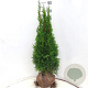Thuja occ. 'Smaragd' 80-100 cm met kluit