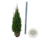 Thuja occ. 'Smaragd' 100-120 cm met kluit