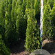 Thuja occ. 'Smaragd' 100-120 cm met kluit