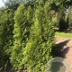 Thuja occ. 'Smaragd' 120-140 cm met kluit