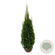 Thuja occ. 'Smaragd' 120-140 cm met kluit