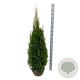 Thuja occ. 'Smaragd' 120-140 cm met kluit